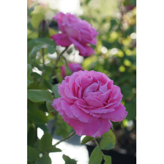 Rosier ancien - Mrs John Laing - ©Roses Guillot®