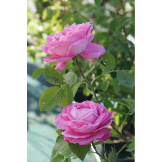 Rosier ancien - Mrs John Laing - ©Roses Guillot®