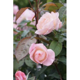 Abbaye de Maubuisson® - Rosier Générosa Guillot®