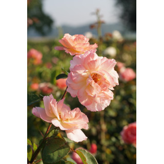 Abbaye de Maubuisson® - Rosier Générosa Guillot®