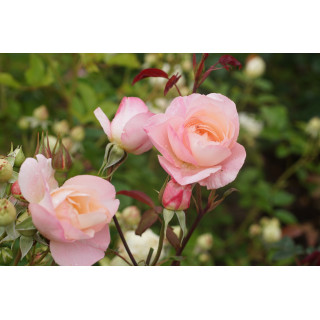 Abbaye de Maubuisson® - Rosier Générosa Guillot®