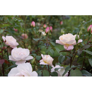 Abbaye de Maubuisson® - Rosier Générosa Guillot®