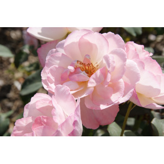 Abbaye de Maubuisson® - Rosier Générosa Guillot®