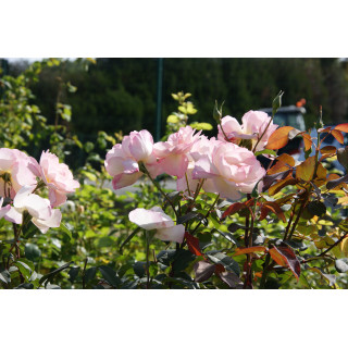 Abbaye de Maubuisson® - Rosier Générosa Guillot®