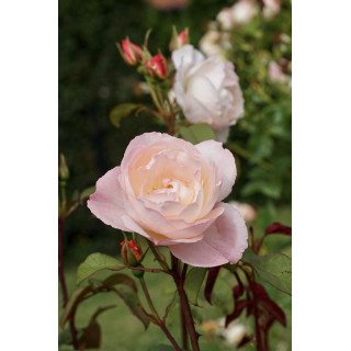 Abbaye de Maubuisson® - Rosier Générosa Guillot®