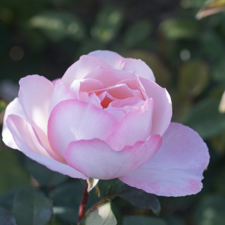 Abbaye de Maubuisson® - Rosier Générosa Guillot®