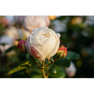Terre des Roses® - Madeleine Fayet® - ©Roses Guillot®