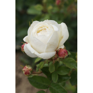 Terre des Roses® - Madeleine Fayet® - ©Roses Guillot®