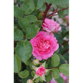 Rosier Générosa® - Roses en Baie - ©Roses Guillot®