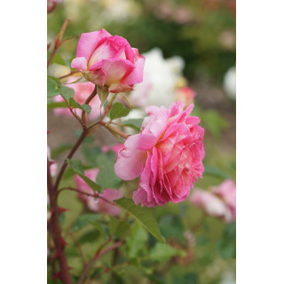 Rosier Générosa® - Roses en Baie - ©Roses Guillot®