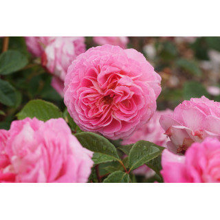 Rosier Générosa® - Roses en Baie - ©Roses Guillot®