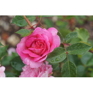 Rosier Générosa® - Roses en Baie - ©Roses Guillot®