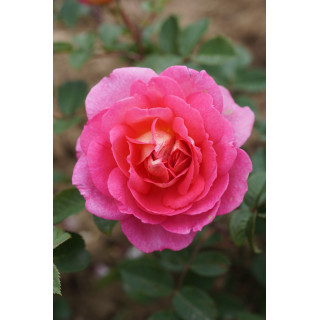 Rosier Générosa® - Roses en Baie - ©Roses Guillot®