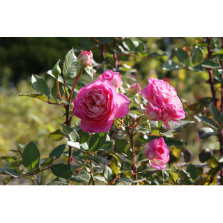Rosier Générosa® - Roses en Baie - ©Roses Guillot®