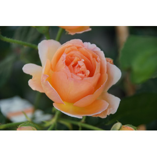 Rosier Générosa® -  Nicole Mioulane - ©Roses Guillot®