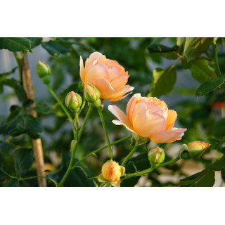 Rosier Générosa® -  Nicole Mioulane - ©Roses Guillot®