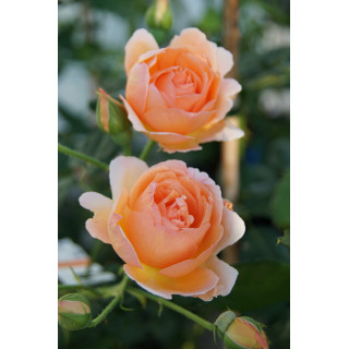 Rosier Générosa® -  Nicole Mioulane - ©Roses Guillot®