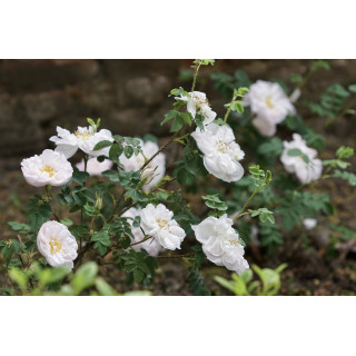 Rosier Ancien - Stanwell Perpetual - ©Roses Guillot®