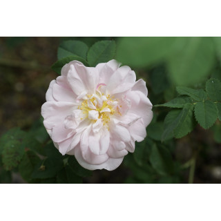 Rosier Ancien - Stanwell Perpetual - ©Roses Guillot®