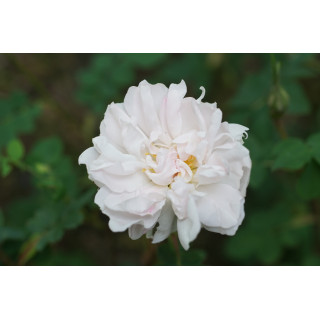 Rosier Ancien - Stanwell Perpetual - ©Roses Guillot®