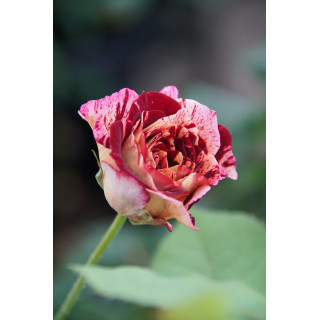 Rosier Terre des Roses® Guillot® - Belle d'Espinouse®