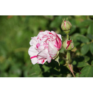 Rosier ancien - Variegata di Bologna - ©Roses Guillot®