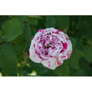 Rosier ancien - Variegata di Bologna - ©Roses Guillot®