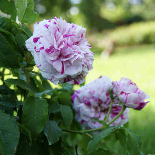 Rosier ancien - Variegata di Bologna - ©Roses Guillot®