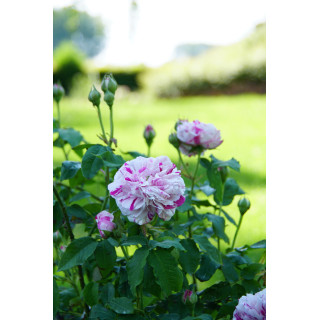 Rosier ancien - Variegata di Bologna - ©Roses Guillot®
