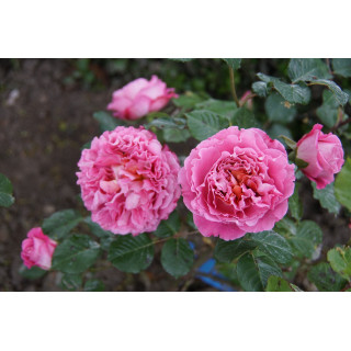Rosier générosa Agnès Schilliger ® 