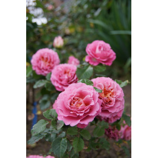 Rosier générosa Agnès Schilliger ® 