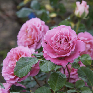 Rosier générosa Agnès Schilliger ® 