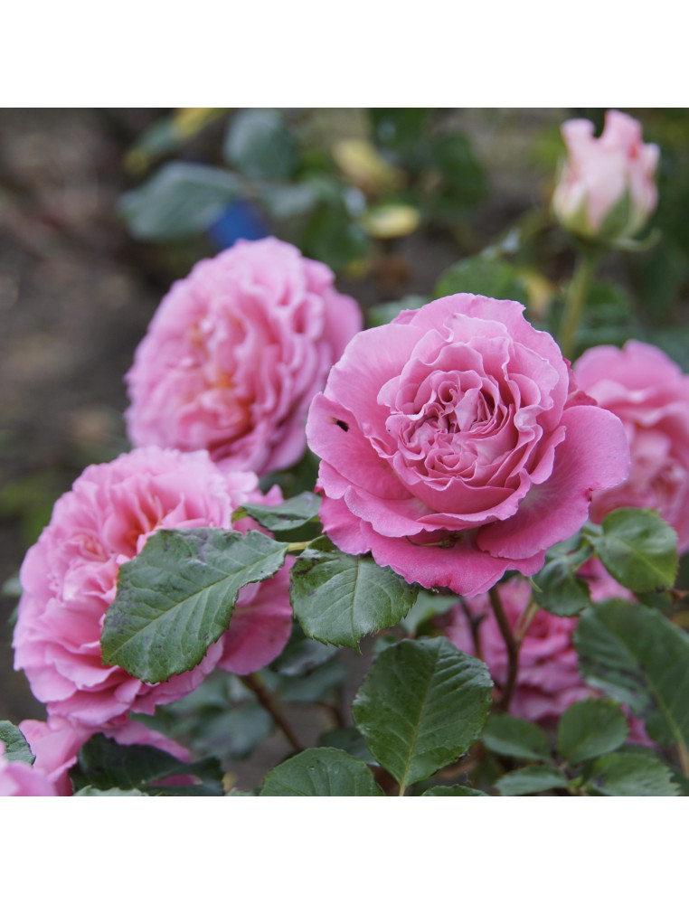 Rosier générosa Agnès Schilliger ® 