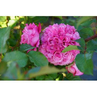 Rosier générosa Agnès Schilliger ® 