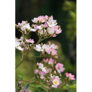Rosier Ancien - Ballérina - ©Roses Guillot®