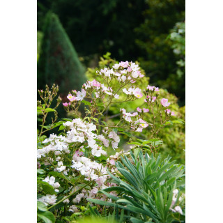 Rosier Ancien - Ballérina - ©Roses Guillot®