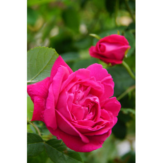 Rosier ancien Guillot - Baron J.B. Gonella - ©Roses Guillot®