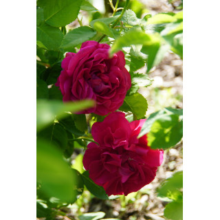 Rosier ancien Guillot - Baron J.B. Gonella - ©Roses Guillot®