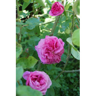 Rosiers Anciens - Baronne Prévost - ©Roses Guillot®