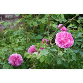 Rosiers Anciens - Baronne Prévost - ©Roses Guillot®