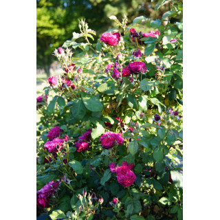 Rosier Guillot® Générosa® - Rose Bicentenaire de Guillot®