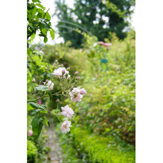 Rosier Ancien - Blush Noisette - ©Roses Guillot®