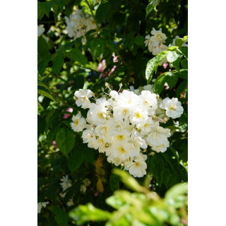 Rosier liane ancien - Bobbie James - ©Roses Guillot®