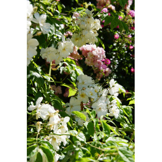 Rosier liane ancien - Bobbie James - ©Roses Guillot®