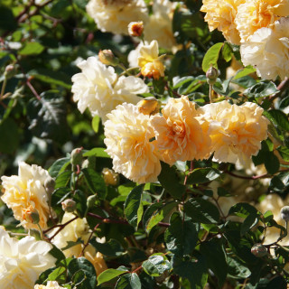 Rosier Ancien - Buff Beauty - ©Roses Guillot®