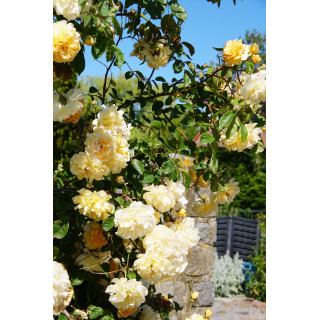 Rosier Ancien - Buff Beauty - ©Roses Guillot®