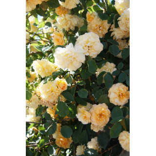 Rosier Ancien - Buff Beauty - ©Roses Guillot®