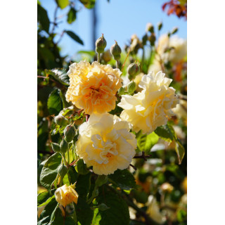 Rosier Ancien - Buff Beauty - ©Roses Guillot®