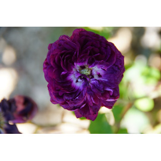 Rosier ancien - Cardinal de Richelieu - ©Roses Guillot®