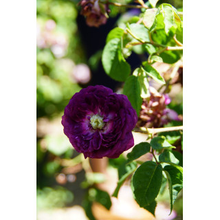 Rosier ancien - Cardinal de Richelieu - ©Roses Guillot®